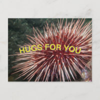 Urchin gigante del Mar Rojo - Postcard