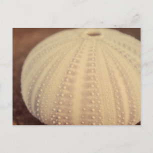Postal Urchin marino