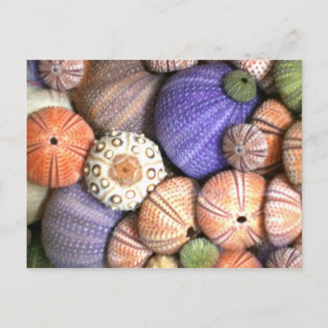 Postal Urchins del mar (Anverso)