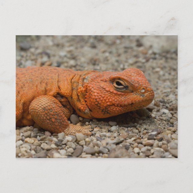Postal Uromastyx geyri (Anverso)