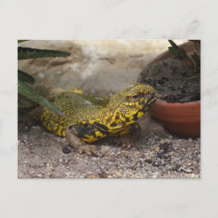 Postal Uromastyx geyri