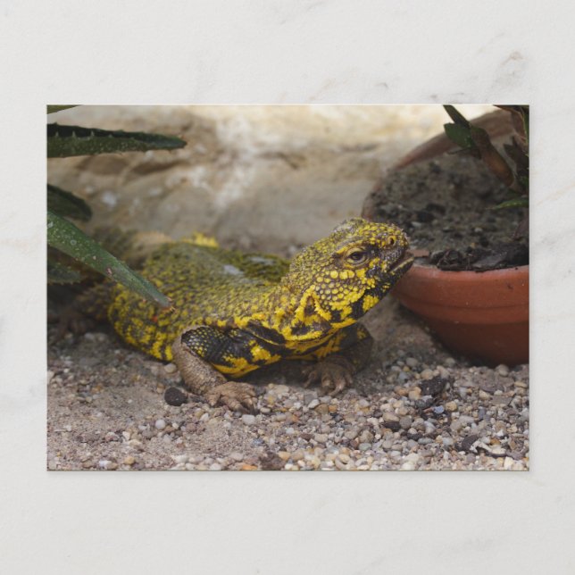 Postal Uromastyx geyri (Anverso)