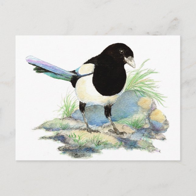Postal Urraca linda - pájaro de la acuarela (Anverso)