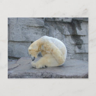 Postal Ursus maritimus