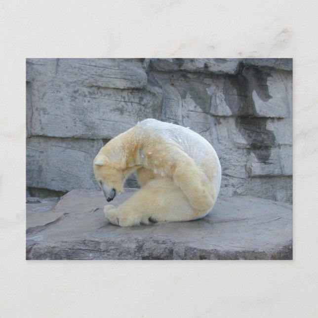 Postal Ursus maritimus (Anverso)