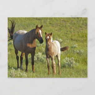 Postal US35 CHA0209.jpg