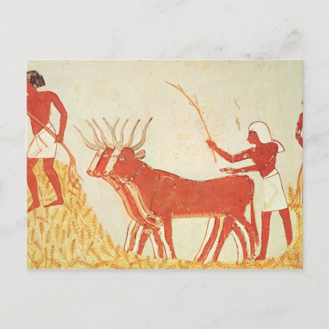 Postal Usando las vacas para pisotear trigo (Anverso)