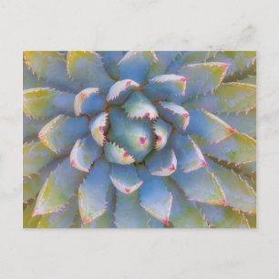 Postal Utah, Bosque Nacional Dixie. Primer plano de yucca