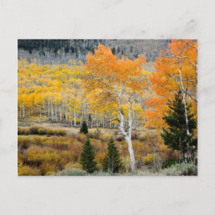 Postal Utah, EE. UU. Árboles de álamo y matorrales de sau