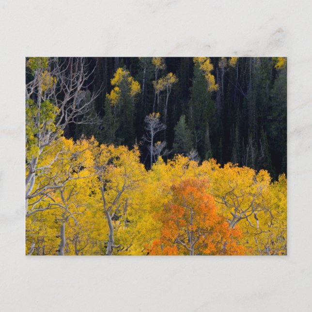 Postal Utah. EE.UU. Árboles De Aspen En Otoño En El Sevie (Anverso)