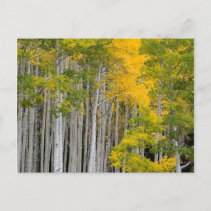 Postal Utah. EE. UU. Árboles de Aspen (Populus Tremuloide