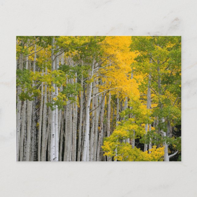 Postal Utah. EE. UU. Árboles de Aspen (Populus Tremuloide (Anverso)