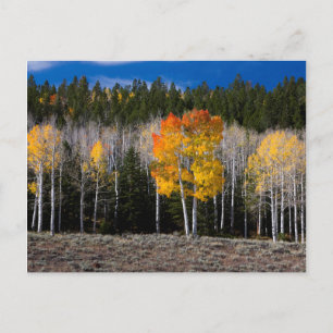 Postal Utah, EE. UU. Árboles de Aspen (Populus Tremuloide