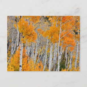 Postal Utah, EE. UU. Árboles de Aspen (Populus Tremuloide