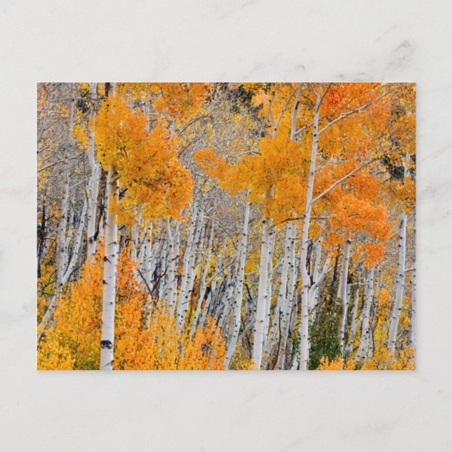 Postal Utah, EE. UU. Árboles de Aspen (Populus Tremuloide (Anverso)