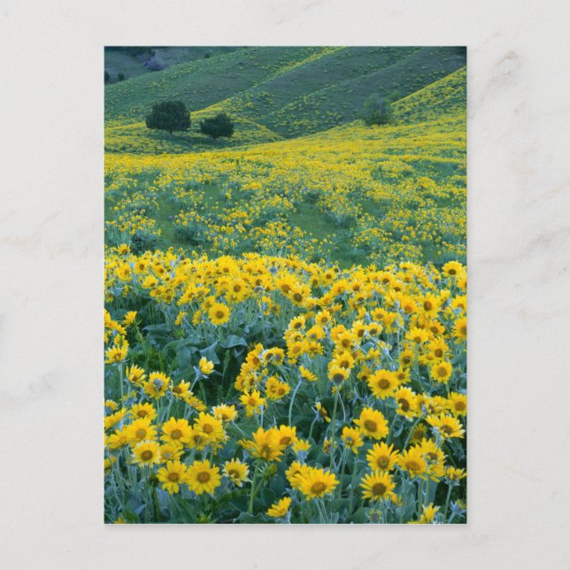 Postal UTAH. EE.UU. Arrowleaf balsamroot Balsamorhiza (Anverso)