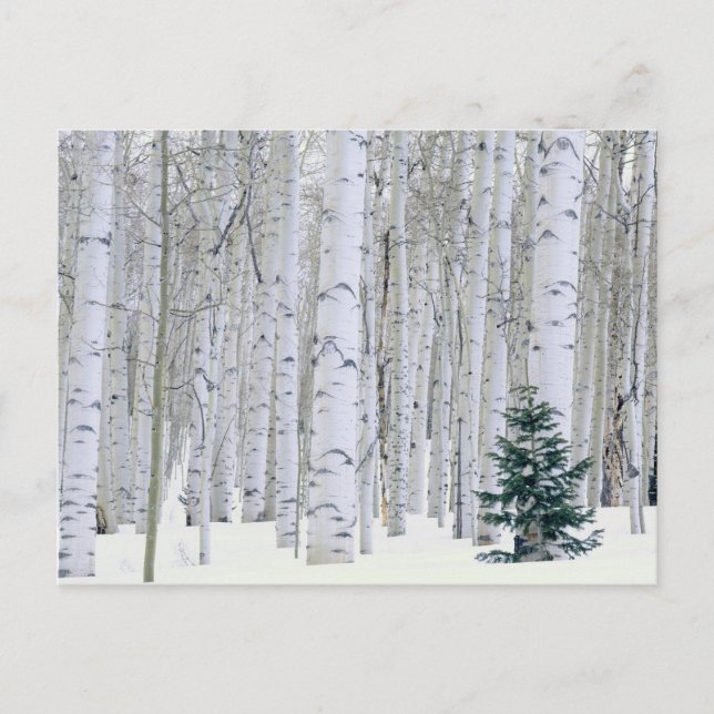 Postal UTAH. EE. UU. Aspen (Populus tremuloides) & Dougla (Anverso)