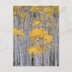 Postal UTAH. EE.UU. Aspen (Populus tremuloides) en