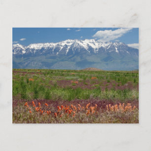 Postal Utah, EEUU. El Monte Timpanogos Sube Por Encima