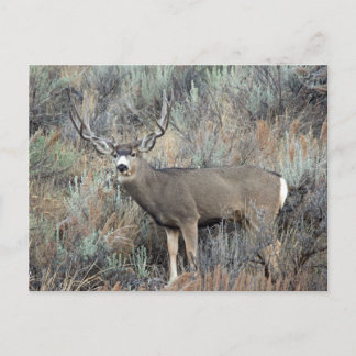 Postal Utah mule deer buck