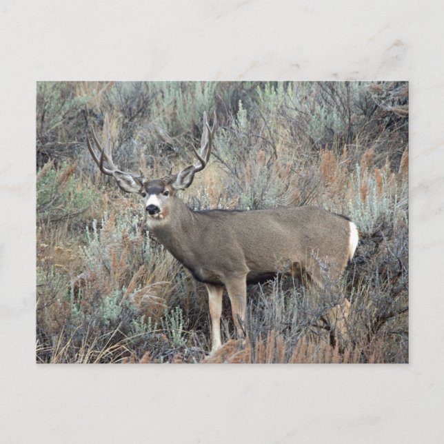 Postal Utah mule deer buck (Anverso)
