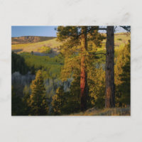 UTAH. Pinos ponderosa y álamo temblón, otoño. Aman