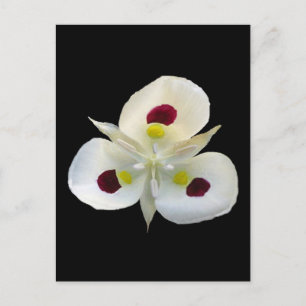 Postal Utah Sego Lily