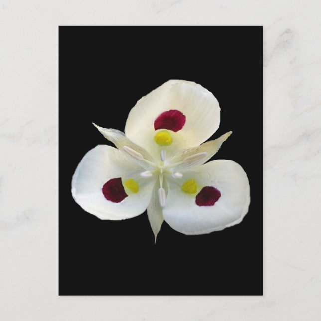 Postal Utah Sego Lily (Anverso)
