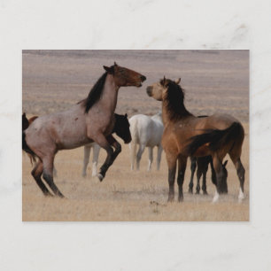 Postal Utah Wild Mustangs