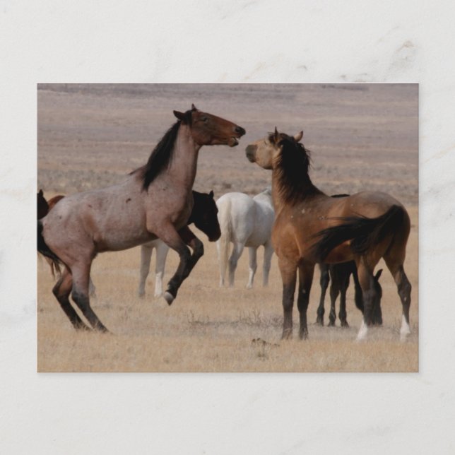 Postal Utah Wild Mustangs (Anverso)