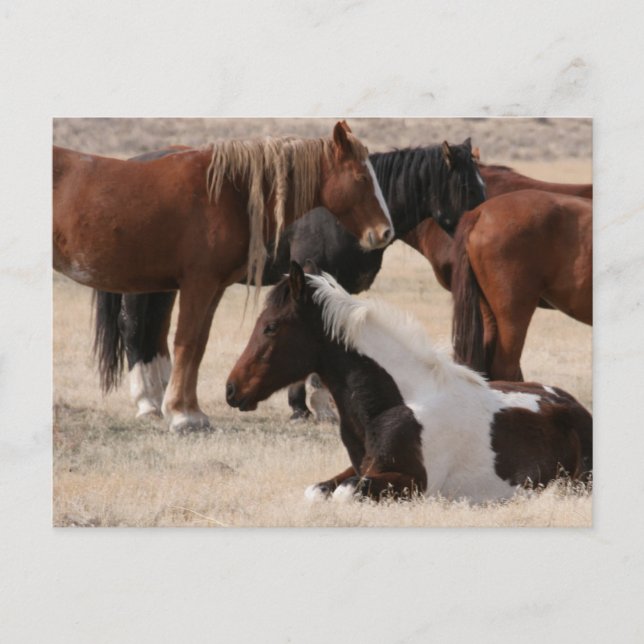 Postal Utah Wild Mustangs (Anverso)