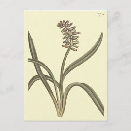 Postal Uva de Musk Hyacinth Ilustracion Botánico
