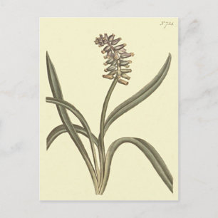 Postal Uva de Musk Hyacinth Ilustracion Botánico