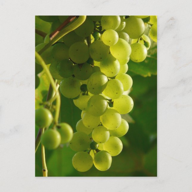 Postal Uvas (Anverso)