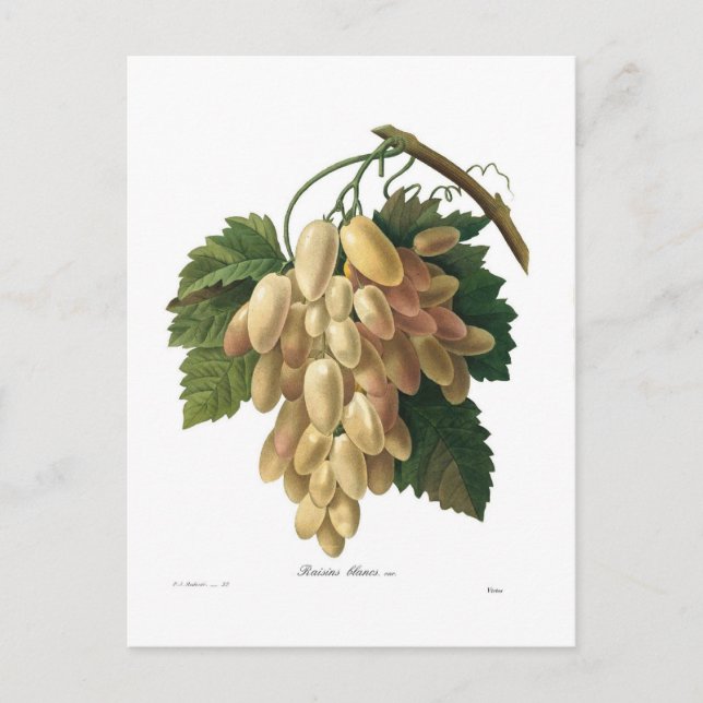 Postal Uvas blancas (Anverso)