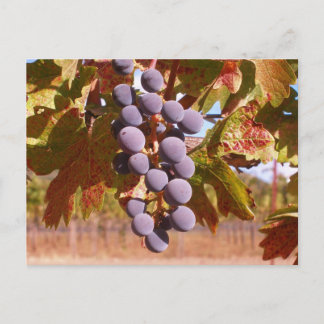Postal Uvas de California