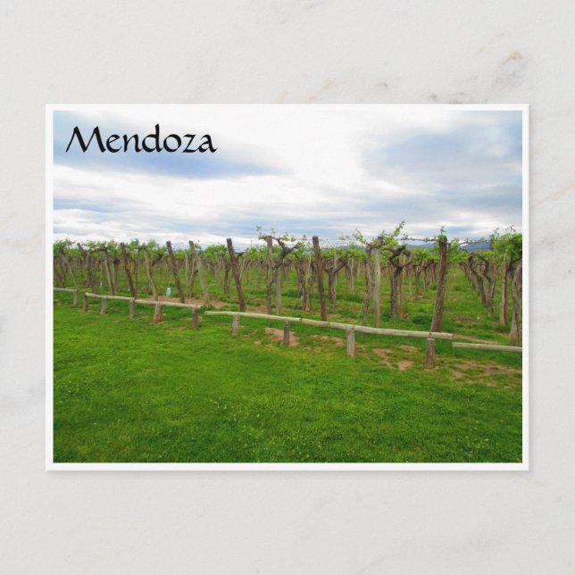 Postal uvas de la bodega mendoza (Anverso)