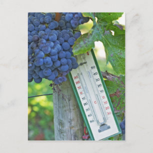 Postal Uvas de merlot en el Chateau la Grave Figeac, un