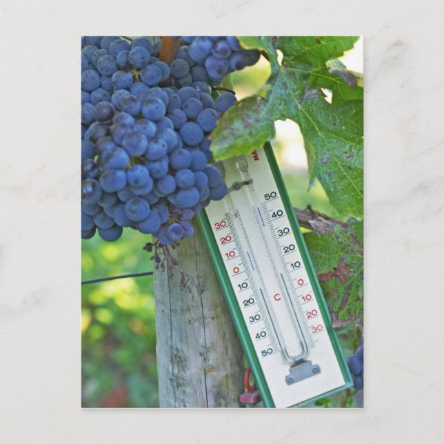 Postal Uvas de merlot en el Chateau la Grave Figeac, un (Anverso)