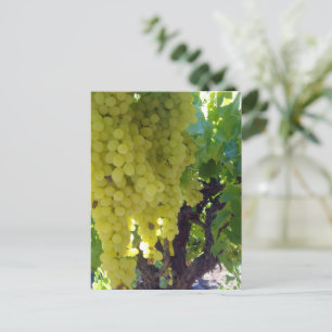 Postal Uvas De Sultana En Un Vino De Uva,