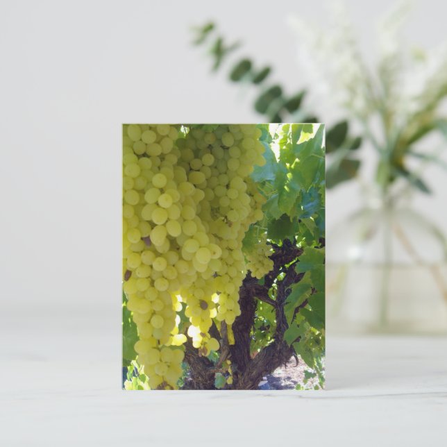 Postal Uvas De Sultana En Un Vino De Uva, (Anverso de pie)