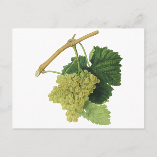 Postal Uvas de vino blanco en el vino, fruta de la comida (Anverso)