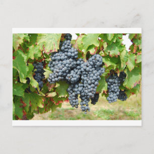 Postal Uvas de vino de Francia