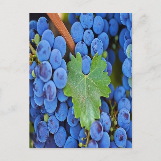 Postal Uvas en un vino (Anverso)