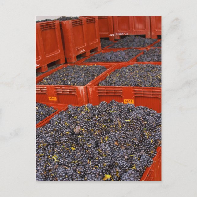 Postal Uvas Gamay recién llegadas de la cosecha en la (Anverso)