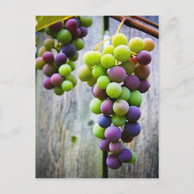 Postal Uvas Madurando (Anverso)