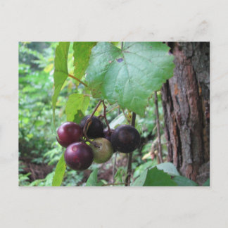 Postal Uvas muscadinas silvestres