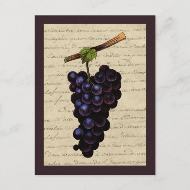 Postal Uvas negras vintage (Anverso)