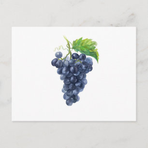 Postal Uvas oscuras sobre blanco – Acuarela botánica