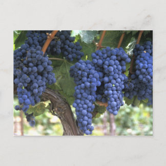 Postal Uvas preparadas para la cosecha